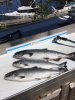 Salmon May 26, 2017.jpg