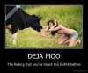 deja moo.jpg