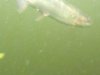 underwater fish.jpg
