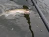 yak trout.jpg