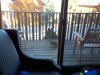 cabin bunny.jpg