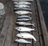 IMG_1356.JPG