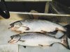 IMG_20170804_155147_557.jpg