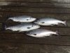 fishpic.JPG