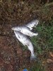 20171017_170114_resized.jpg