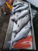 Resized_20170825_144313001.jpeg
