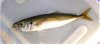 Jack_mackerel.jpg