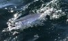 ACE1D04A-8B25-426D-BD15-D9E9AD04F205.jpeg