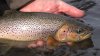 Elk River 2 October 2018 9.jpg
