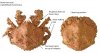 Lopholithodes-foraminatus_ID_ODFW.jpg