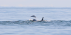 upload_2019-1-23_12-16-1.png