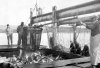 sooke fish 1908.jpg