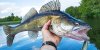 Walleye.jpg