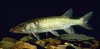 Pickerel 1.jpg