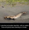 BearWhale.jpg