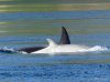 WhiteOrca1.jpg
