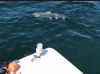 734D1950-90D3-49BA-BE4A-C097816D159E.png