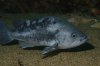 1024px-Sebastes_melanops.jpg