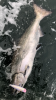7AB673F8-5BDD-40D0-881F-5A398A035D8C.png