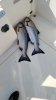 IMG-20190715-WA0001.jpeg