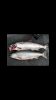 8FFF7357-C812-4208-9D1E-BB2328D29495.png
