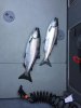 August Chinook.jpeg