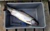 salmon-renfrew2.jpg