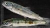 smolts.jpg