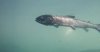 farmed atlantic salmon.jpg