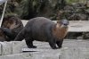river-otter-3.jpg