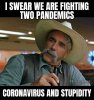 stupidity.jpg