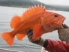 rockfish 3.jpg