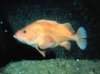 rock fish 2.jpg
