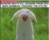 bunny.jpg