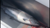 8A68C56B-357B-4ACE-B193-2943FDF5EEDD.png