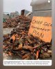 lobsters.jpg