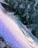 97F81A8A-C5C7-454A-8DFC-9AE28E2403F5.JPG
