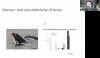 orca selectivity Chinook.jpg