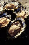 Oysters.jpeg