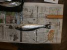 DSCN6372.JPG