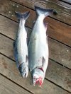 IMG_20211017_162537.jpg