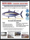 Albacore tagging poster photo.jpg