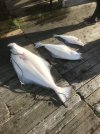 IMG_2261.jpeg