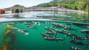 Fish-Farms-B.C.-June-4-3.jpg