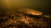 atlantic-salmon  found in river.jpg