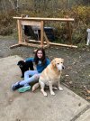 Dogs.jpg