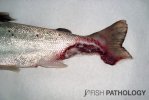 Fish farm disease 4.jpg