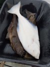 halibut April 1st.jpg