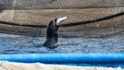 sea-lion-fish-farm.jpg