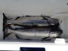 Aug 29 Sooke .jpg